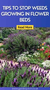 Tips to Stop Weeds Growing in Flower Beds 7 TIPS TO STOP WEEDS GROWING IN FLOWER BEDS-min