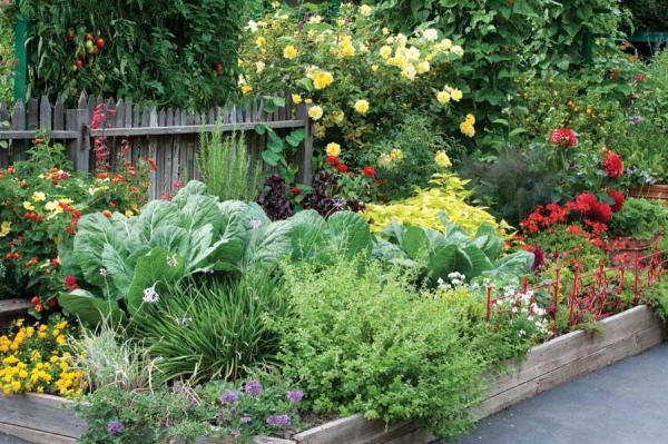 a garden bed packed with edible plants in various colours and shapes