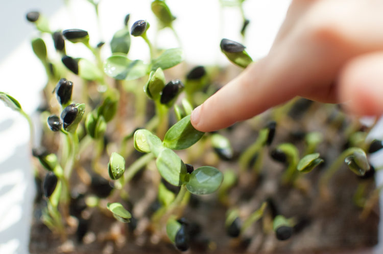 a child's hand delicately touching sunflower seedlings