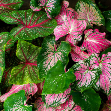 densely packed leaves of caladium, displaying amazing green and pink colours