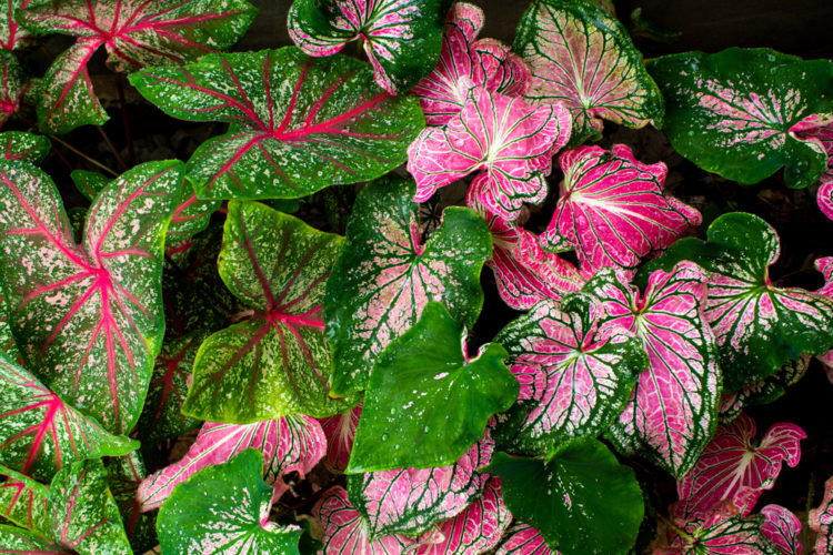 Tips for Growing a Shade Garden 4 densely packed leaves of caladium, displaying amazing green and pink colours