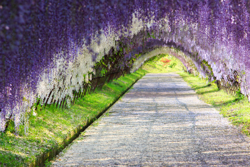 Which Trellis Is Best For Wisteria? 7 the Kawachi Fuji Garden in Kitakyushu, Japan, is considered one of the most spectacular wisteria displays in the world and an epicentre for wisteria hysteria
