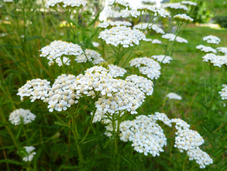 Tips for Growing a Shade Garden 1 close-up of common yarrow flowers, some of the best plants for growing a shade garden