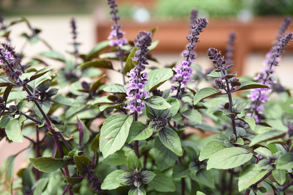 basil plants that have been allowed to flower into purple spires
