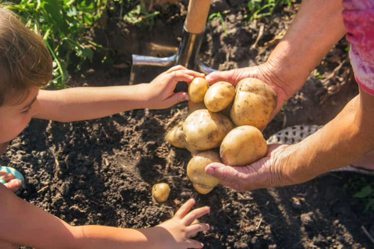 a parent and child helping each other to harvest potatoes from the garden