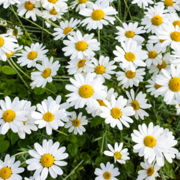 a large cluster of shasta daisies