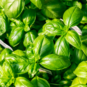 How to Grow Basil in Your Garden 5