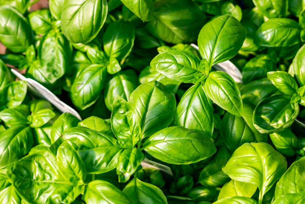 How to Grow Basil in Your Garden 1