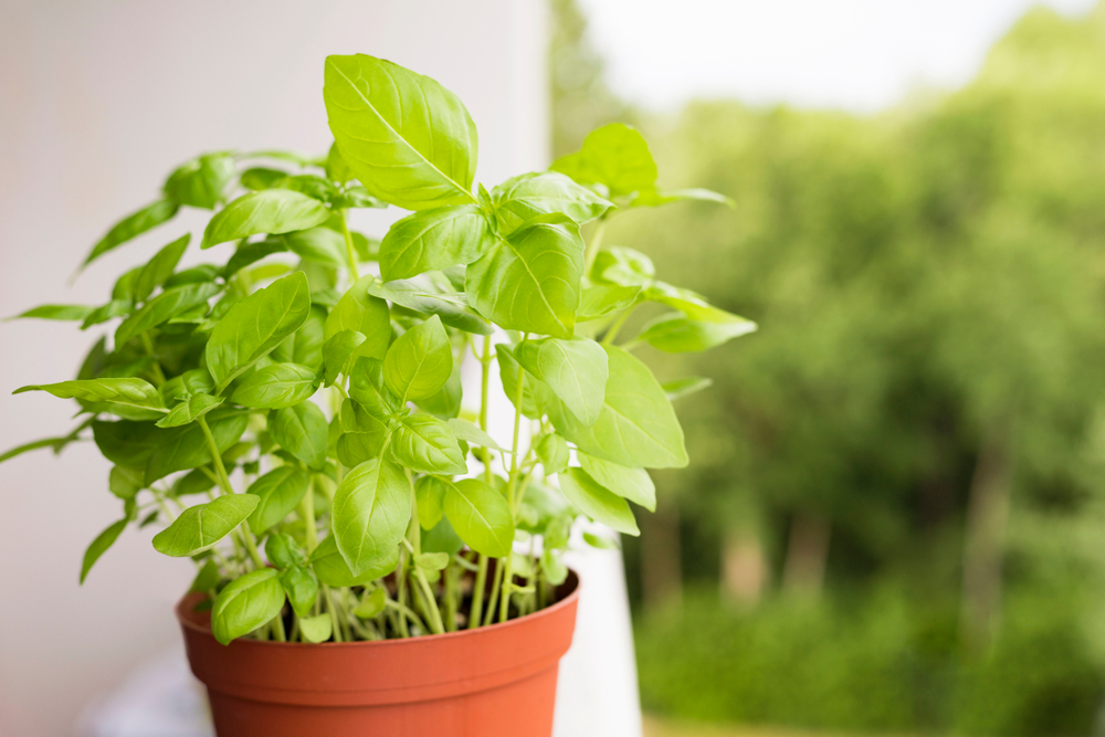 you can grow basil in a pot, making it ideal for balcony gardens