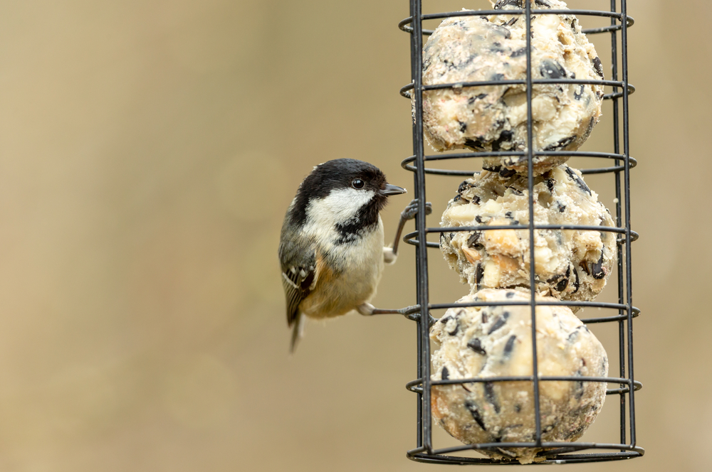 a coal tit pecking at suet balls through a wide mesh feeder