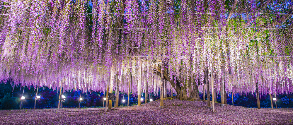 Which Trellis Is Best For Wisteria? 8 the giant wisteria at Ashikaga, Japan