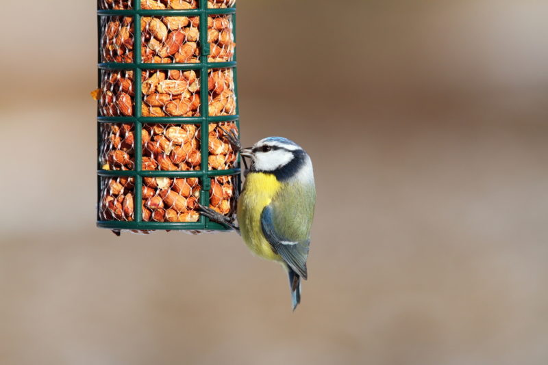 a blue tit enjoying peanuts in a bird friendly garden