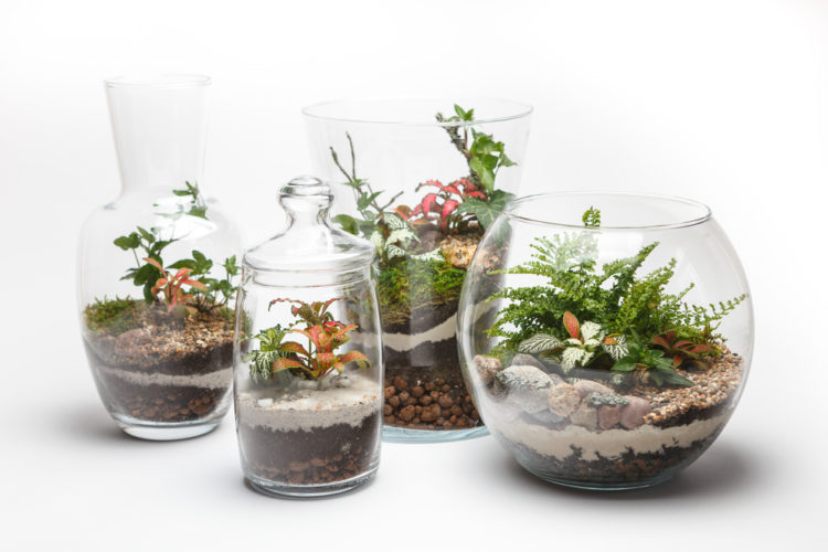 four glass tumblers and jars of different shapes, with miniature gardens inside