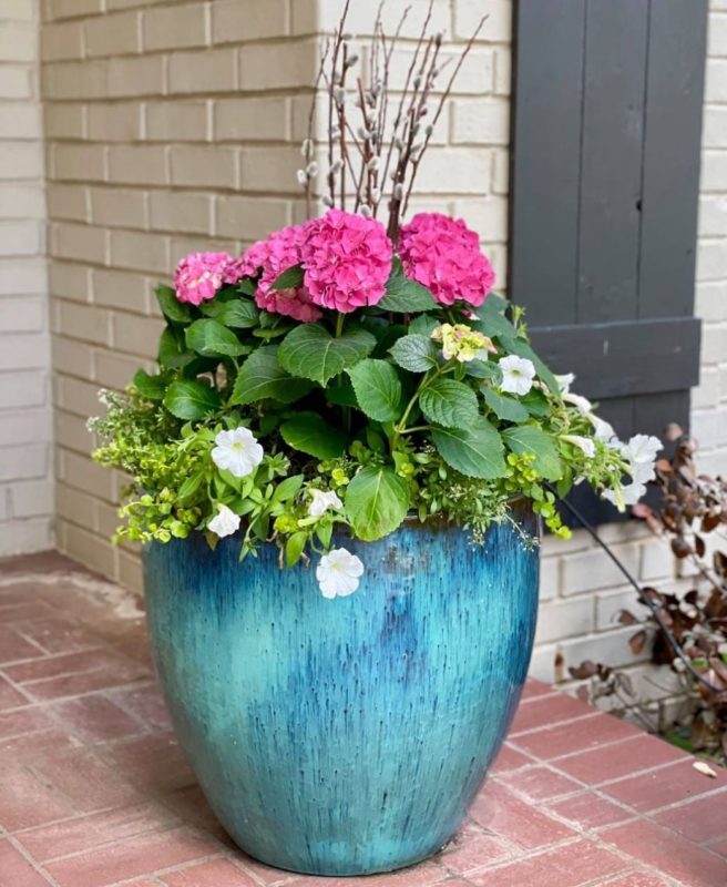 a set of bright pink flowers contrasts against the bright blue planter they're growing in