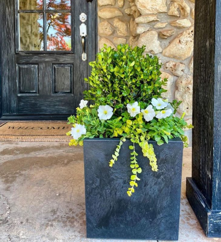 a modern black planter with a shrub surrounded by flowers and trailing plants