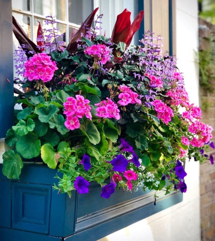a wooden window box filled with pink and purple flowers, spilling over the edge