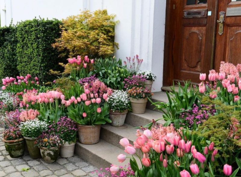 small and medium pots filled with pale pink flowers create a container garden on a front doorstep