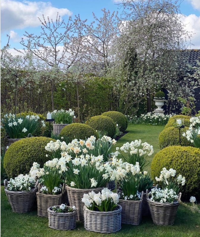 about twenty baskets and pots are filled with matching white tulips, daffodils and other flowers grouped together