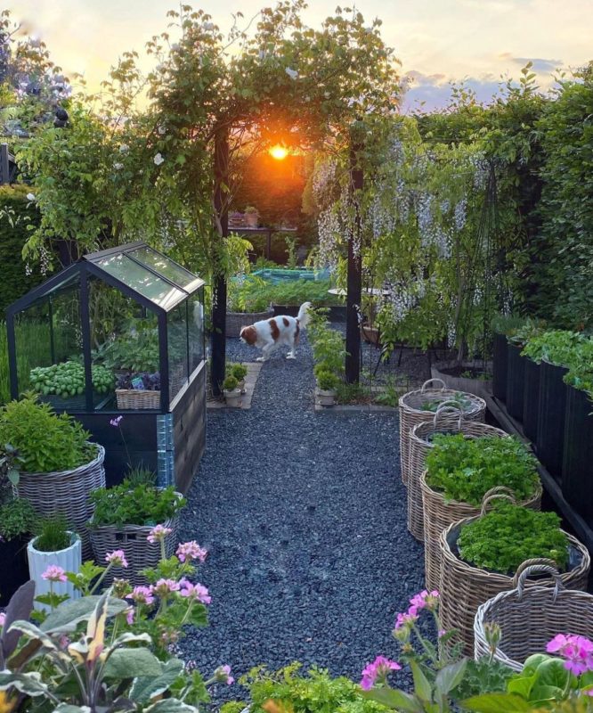 a gravelled garden with raised vegetable beds and large wicker baskets with shrubs and herbs planted inside