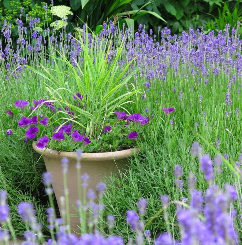 a stone planter with a spiky ornamental grass and purple flowers, in a flower bed of purple flowers