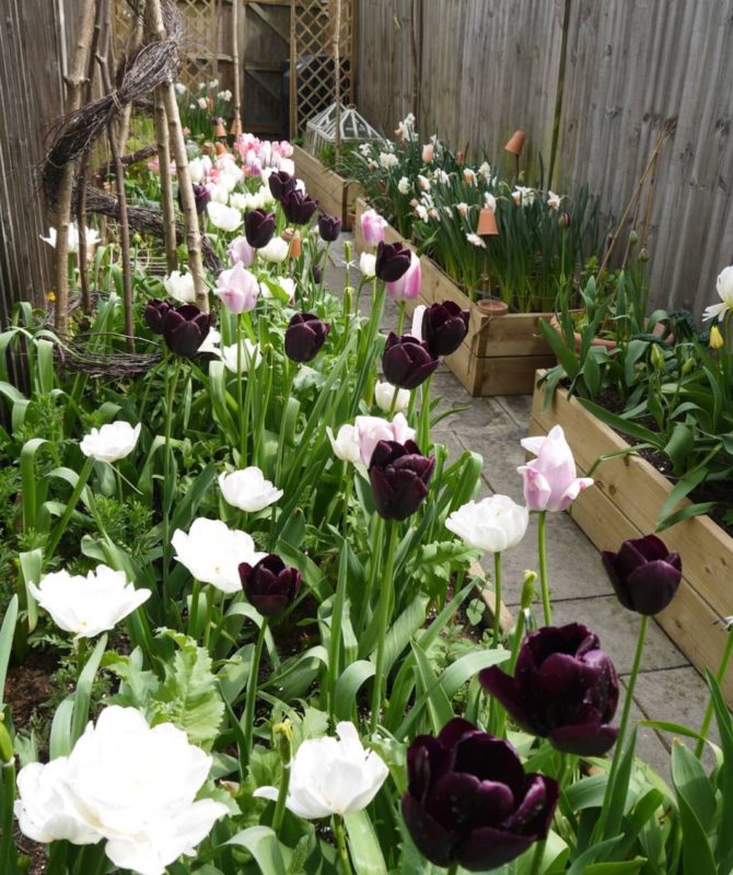 narrow containers filled with white and purple tulips line the edges of a side return