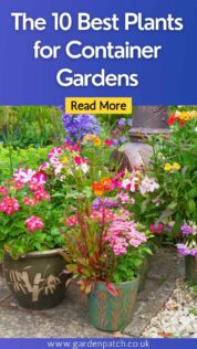 The 10 Best Plants for Container Gardens
