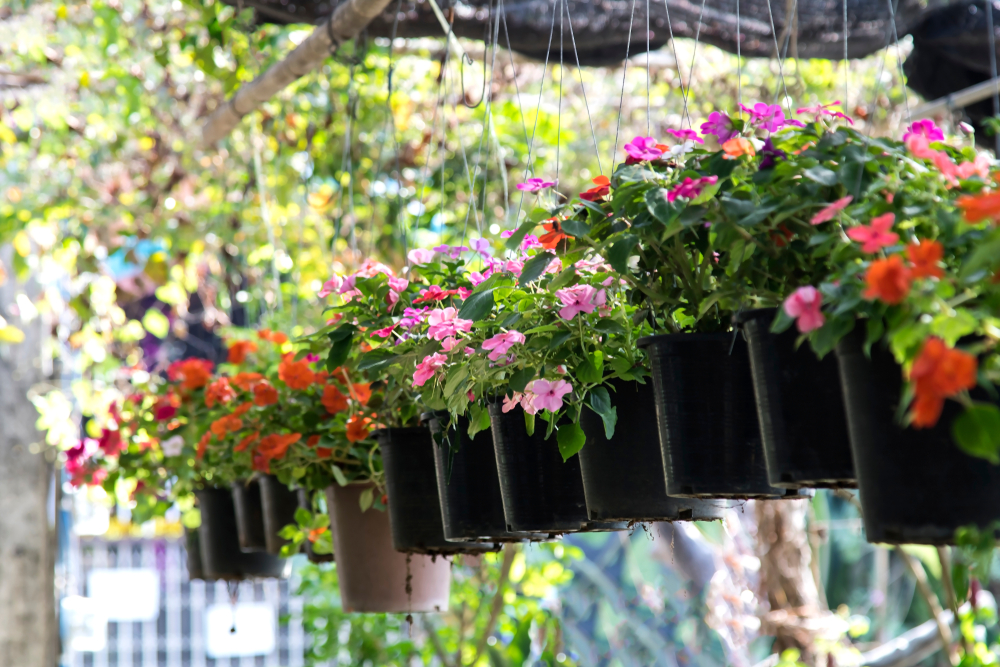 a row of hanging baskets filled with busy lizzies