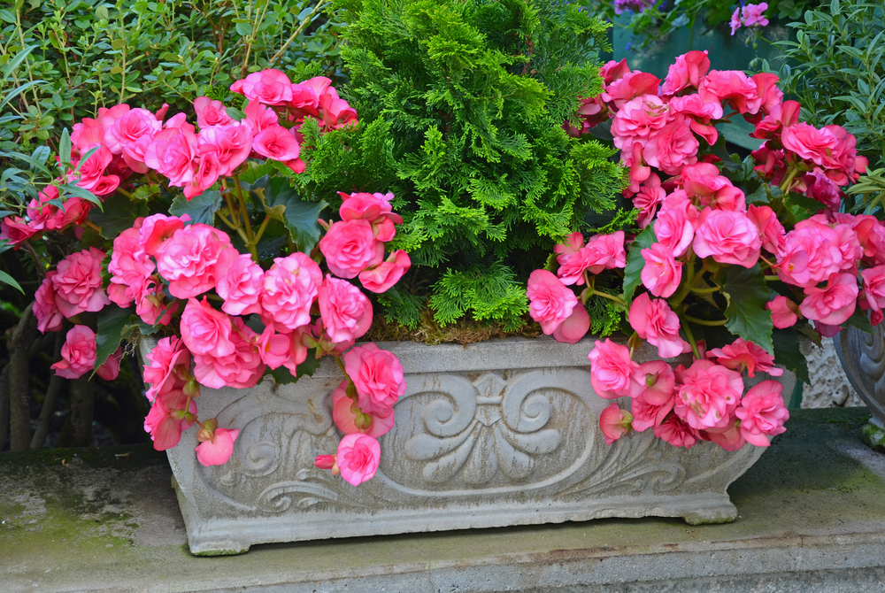 a rectangular planter filled with begonia flowers