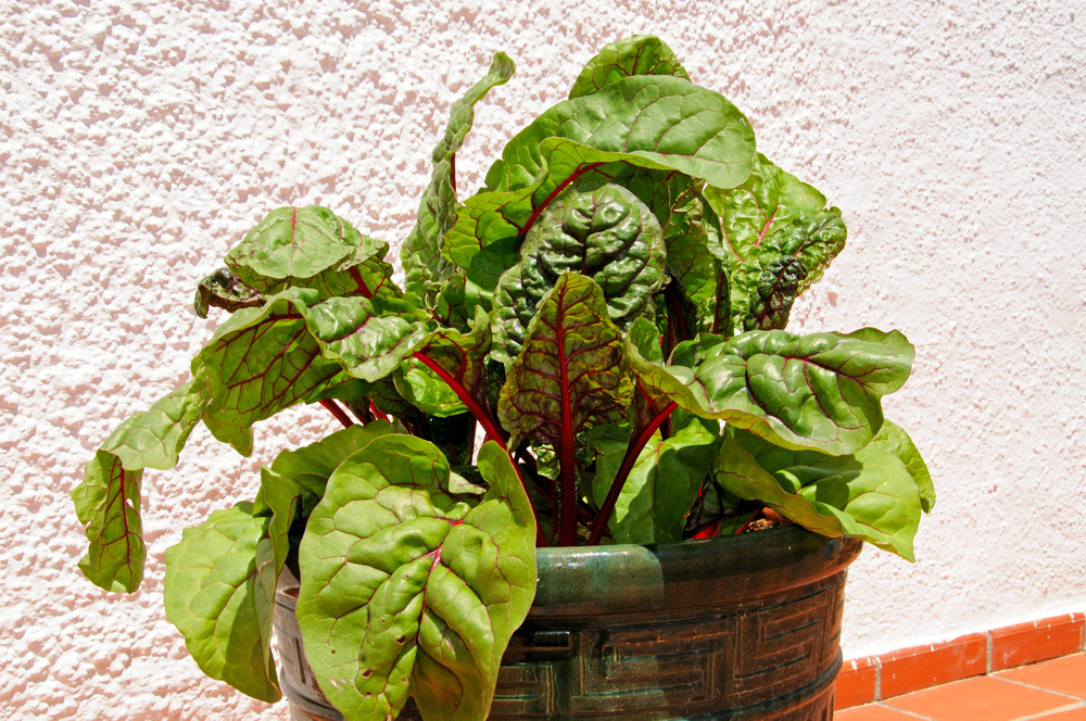 swiss chard growing in a container