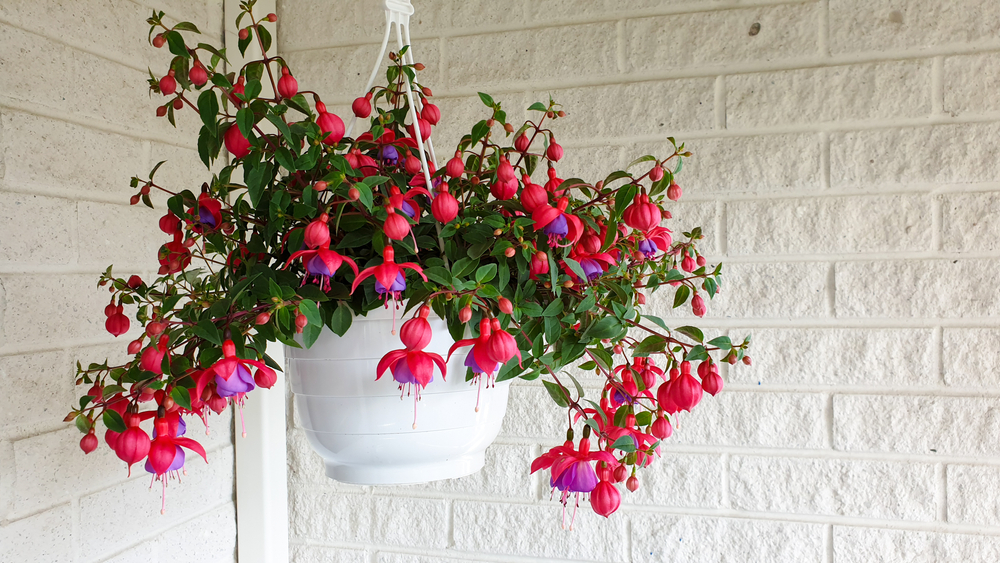 fuchsia in a hanging basket container garden