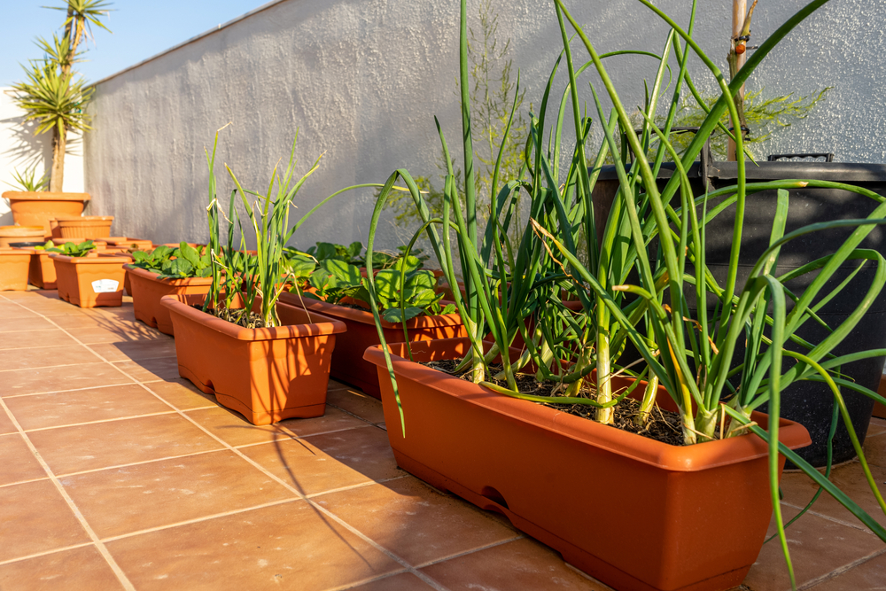 pots of garlic, one of the best vegetables for container gardening