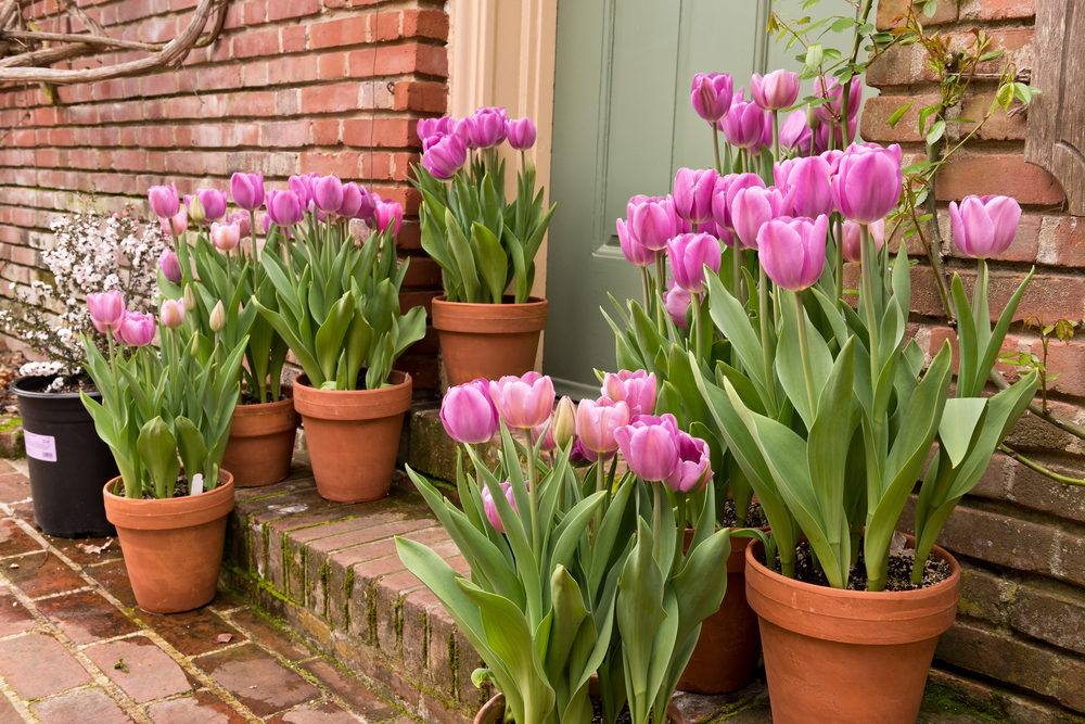 pots of tulips in a container garden