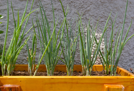 a rectangular planter with spring onions growing inside