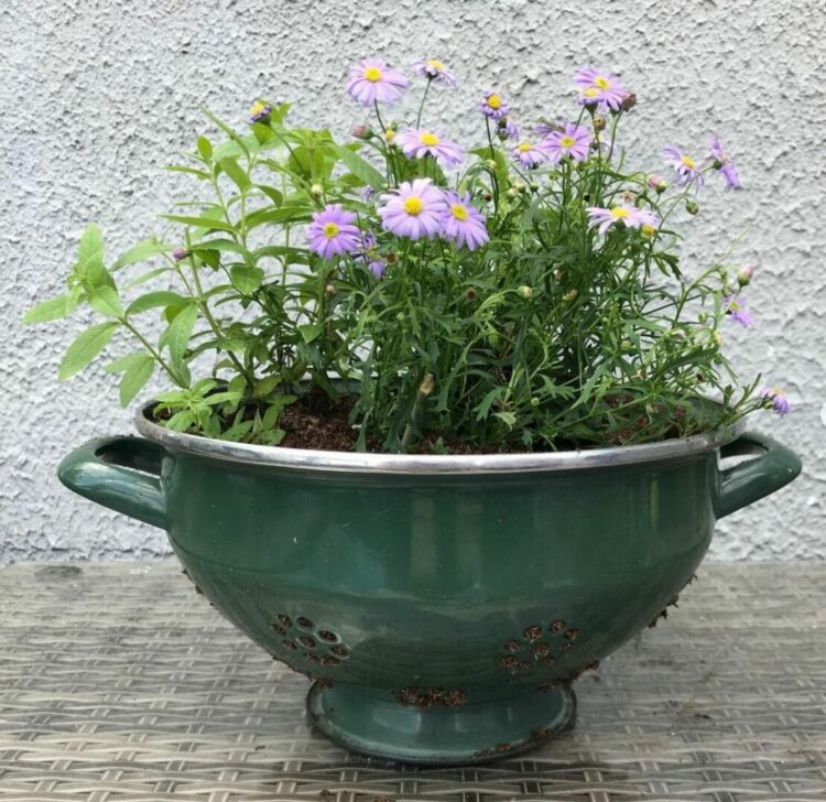 an attractive colander is a great way to use upcycled garden ideas in your garden