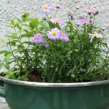 an attractive colander is a great way to use upcycled garden ideas in your garden