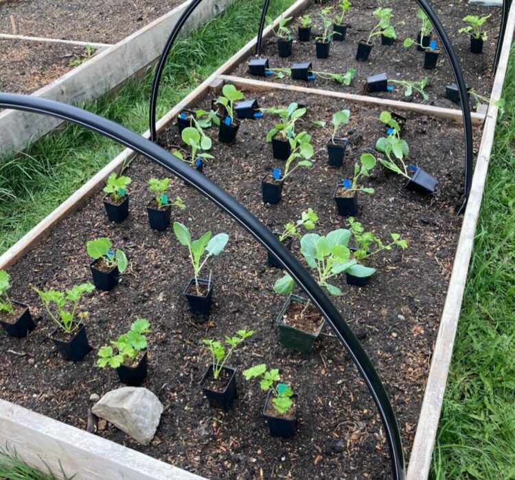 an organised planter that is being prepared for square foot planting