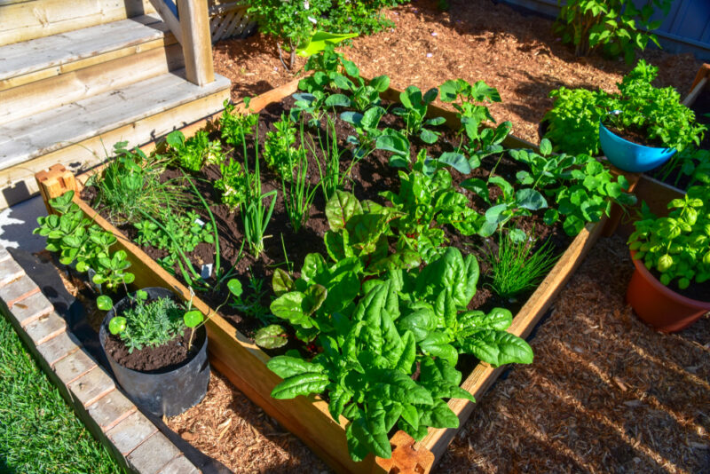 a raised vegetable bed for intensive crop growing