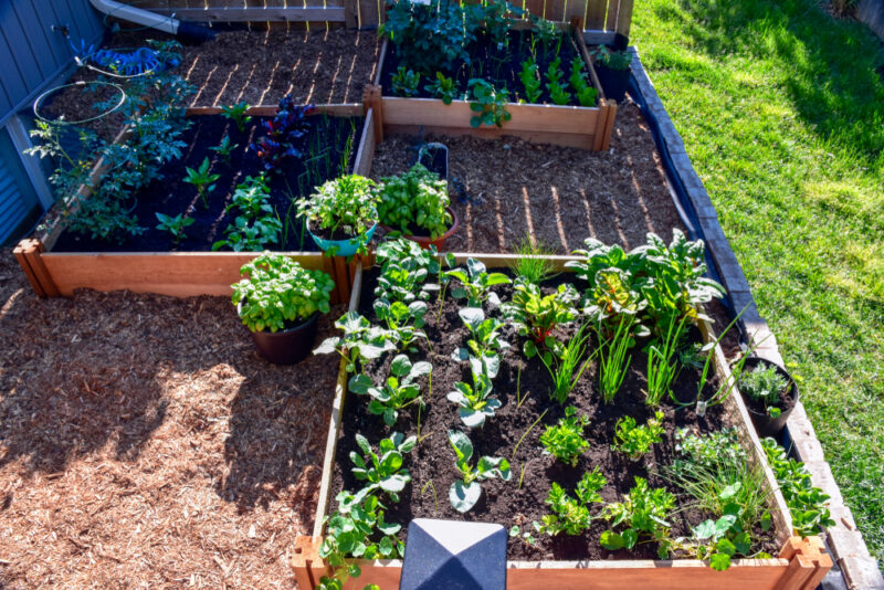 a large vegetable patch in a garden, using square foot gardening methods