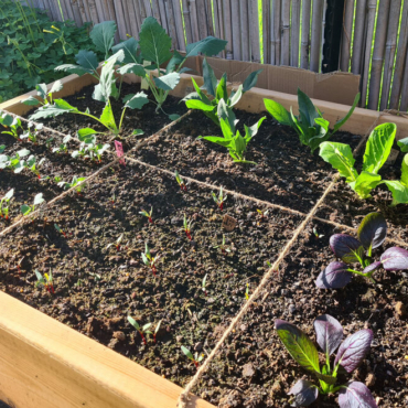 square foot gardening methods mean you can grow more crops in a small space