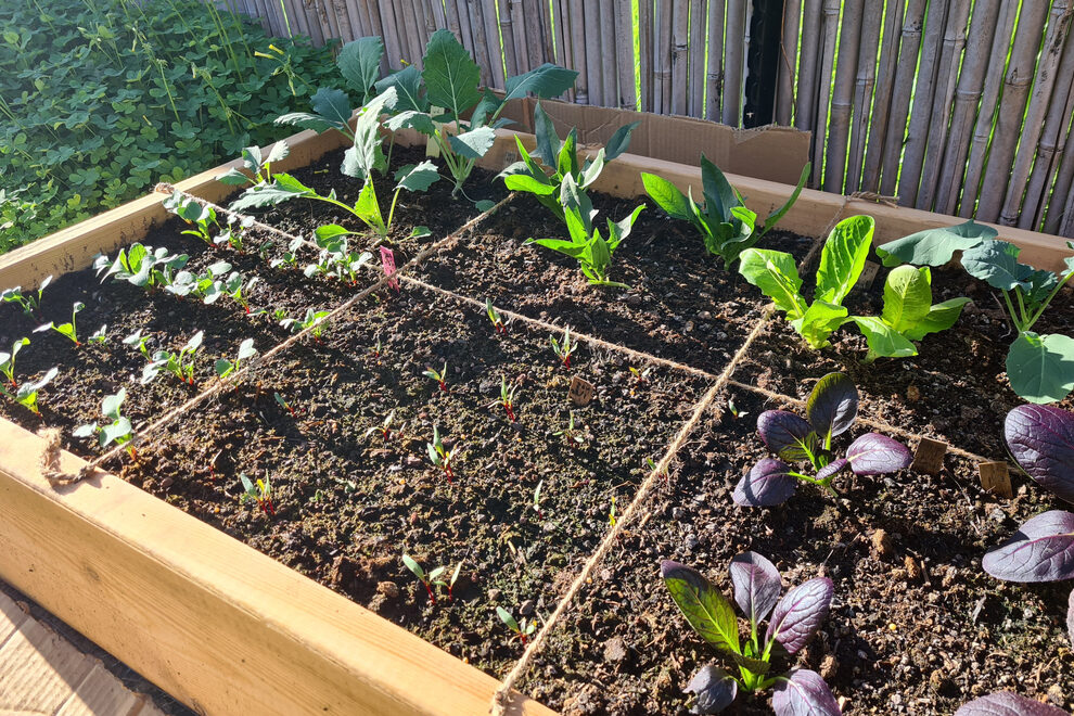 square foot gardening methods mean you can grow more crops in a small space