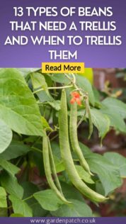 13 TYPES OF BEANS THAT NEED A TRELLIS AND WHEN TO TRELLIS THEM