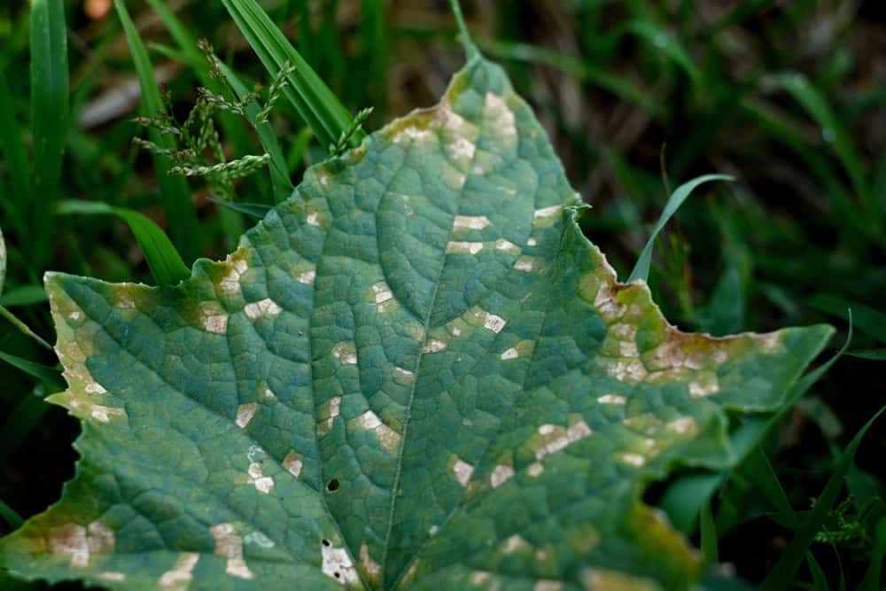 Best Trellis for Cucumbers: 5 Ways to Grow & Train Cucumbers 5 Cucumber mosaic virus on cucumber leaves