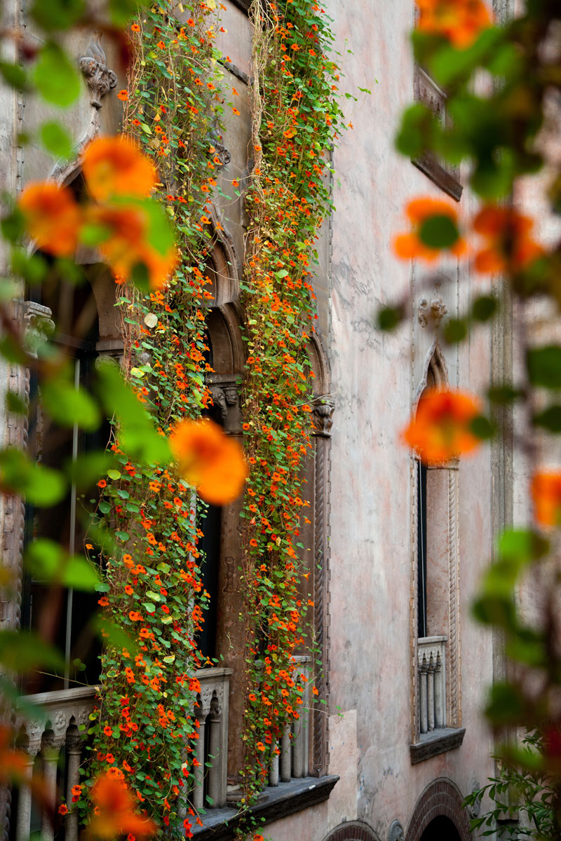 Nasturtiums climbing vines