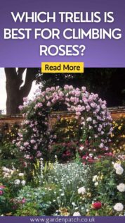 WHICH TRELLIS IS BEST FOR CLIMBING ROSES-min