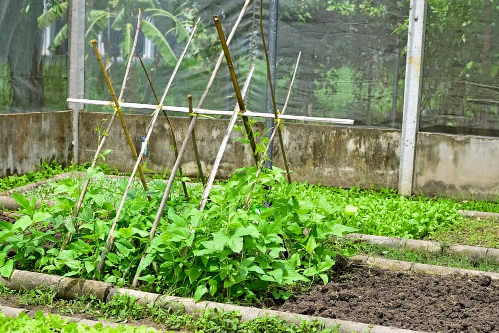 Why Build a Trellis – 7 Easy & Affordable DIY Trellis Ideas 3 Bamboo and twigs trellis