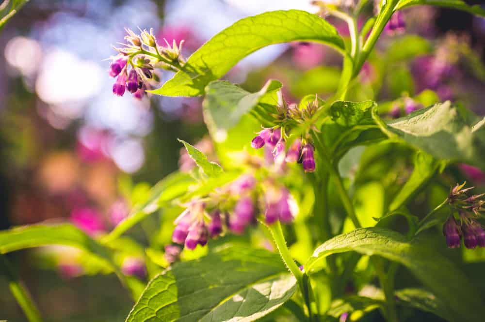 comfrey herb