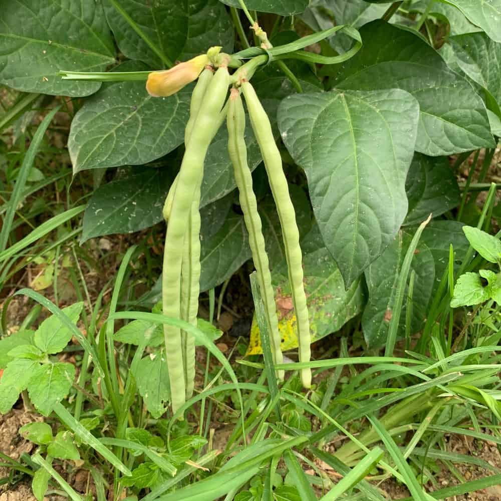 cowpeas
