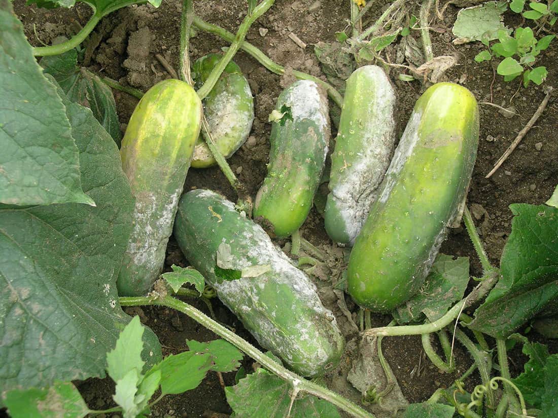 Best Trellis for Cucumbers: 5 Ways to Grow & Train Cucumbers 4 Cucumber grey mould botrytis