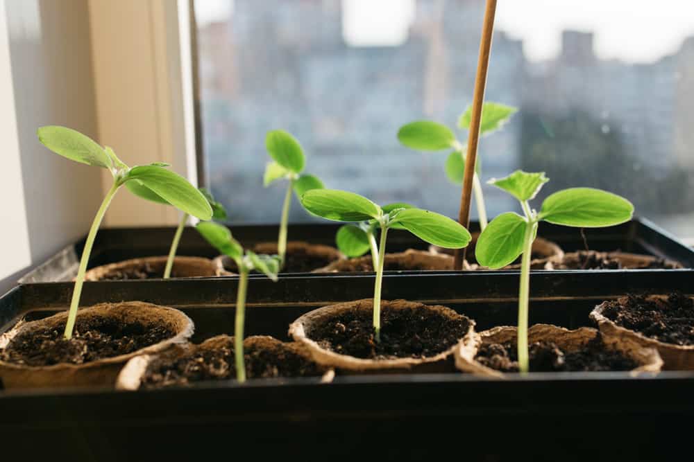 Best Trellis for Cucumbers: 5 Ways to Grow & Train Cucumbers 3 cucumber plants in seedling peat pot on windowsil