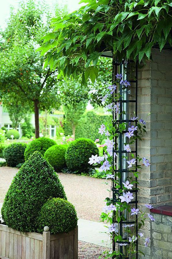 Where to Put a Trellis? 15 Ideas to Use a Trellis in Your Garden 12 Downspout trellis